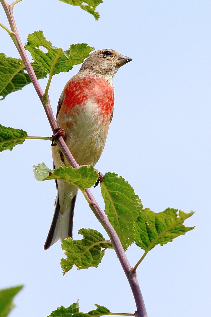 Carduelis cannabina by luka567