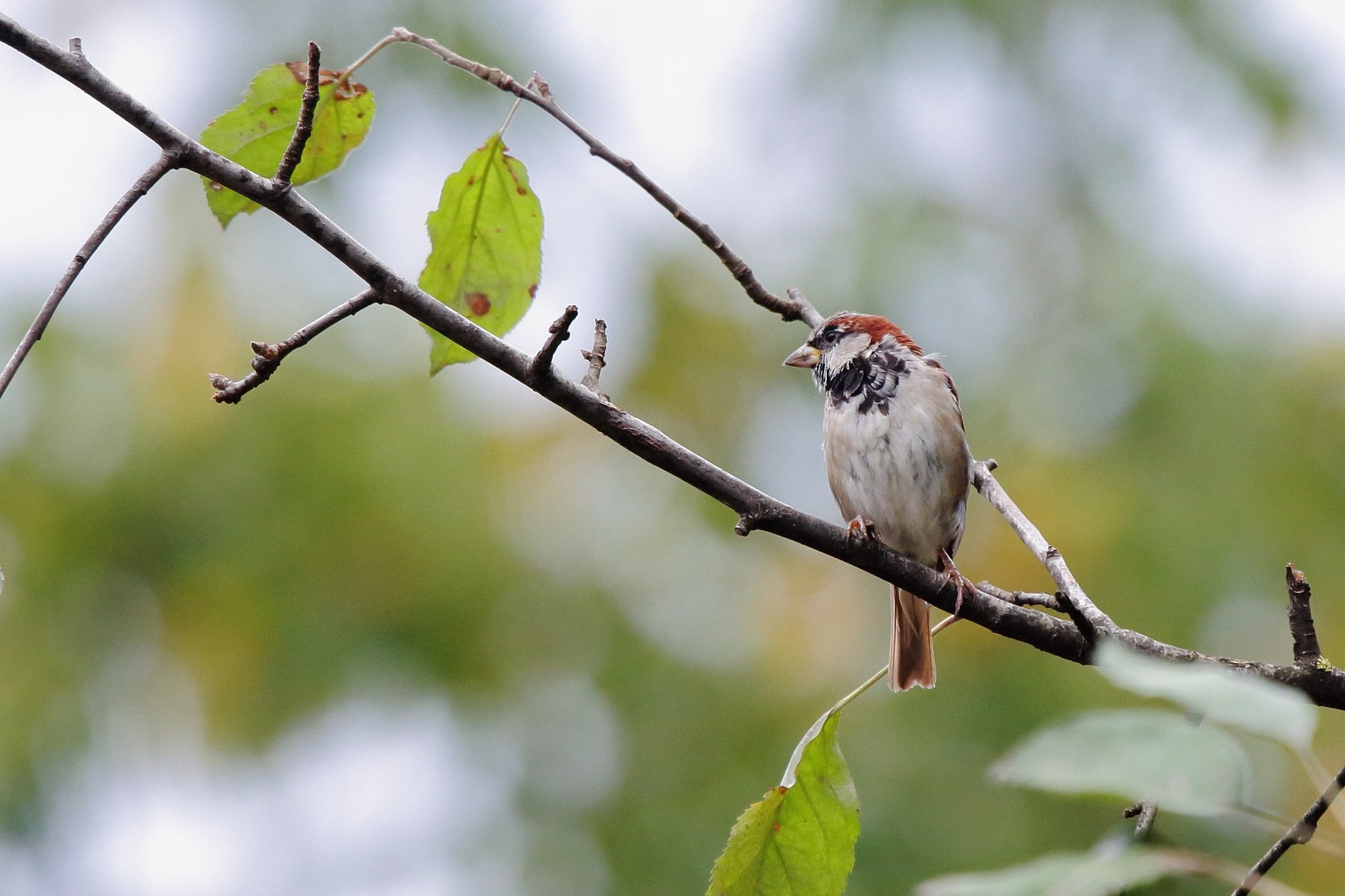 Passer domesticus by luka567