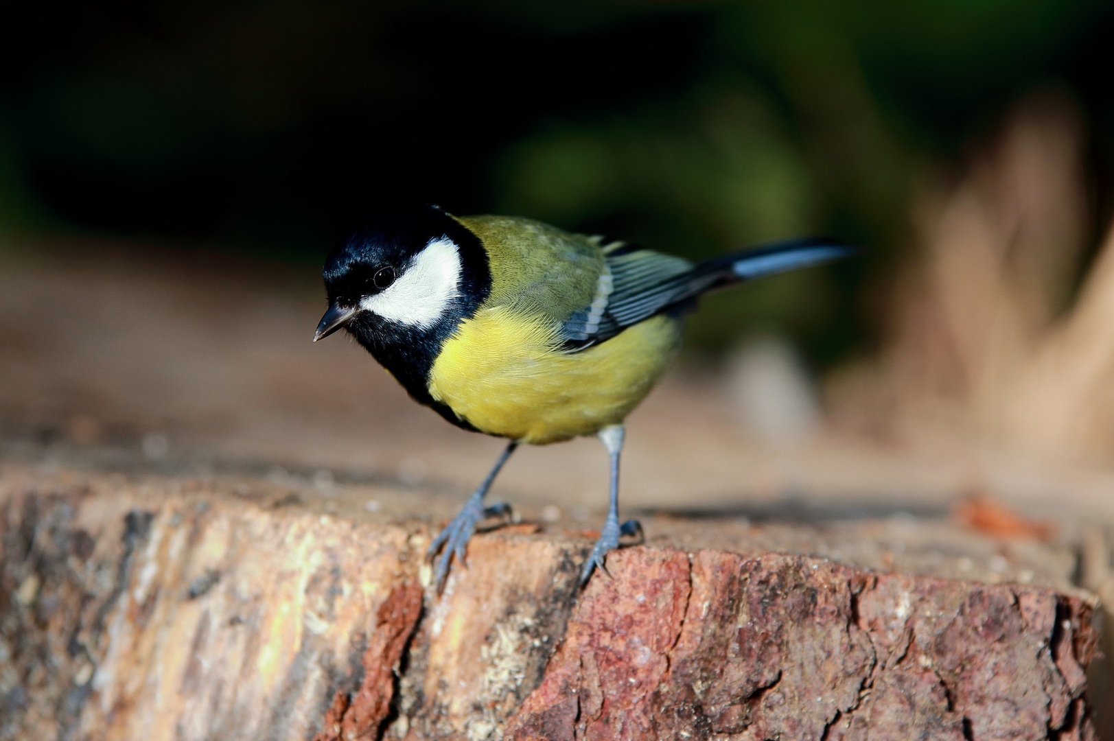Parus major by luka567