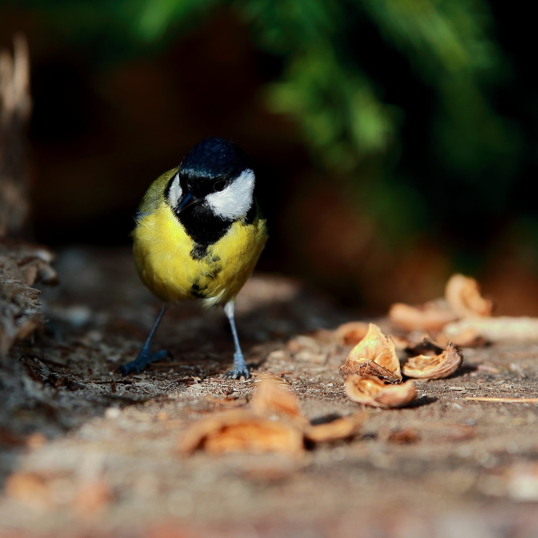 Parus major by luka567