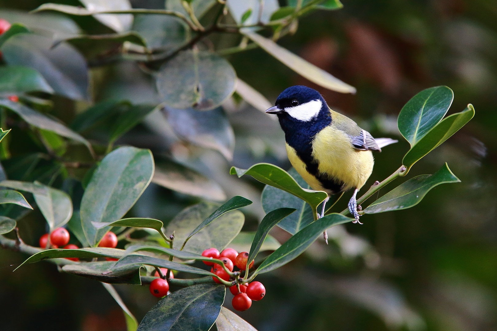 Parus major by luka567