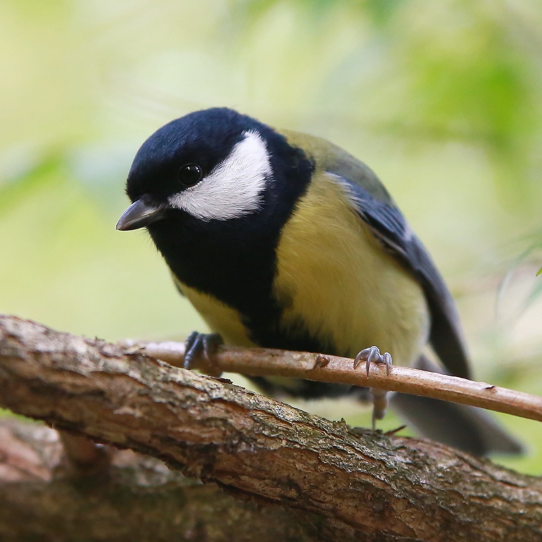 Parus major by luka567