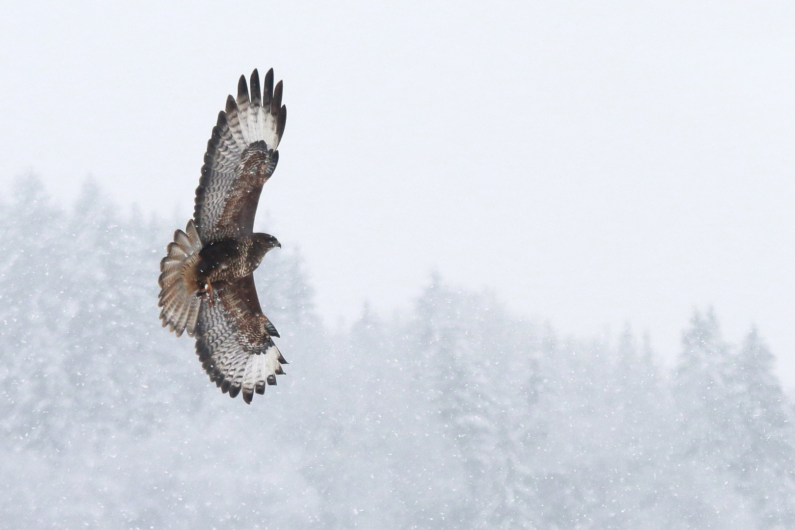 Buteo buteo by luka567