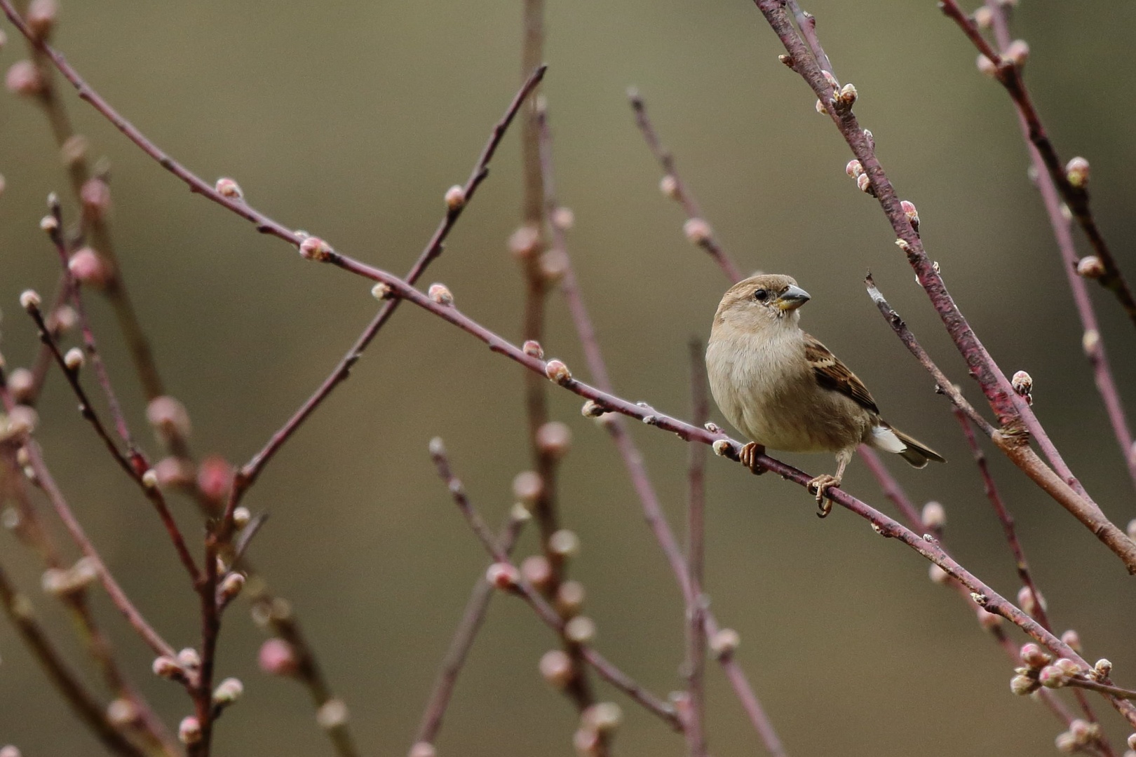 Passer domesticus by luka567