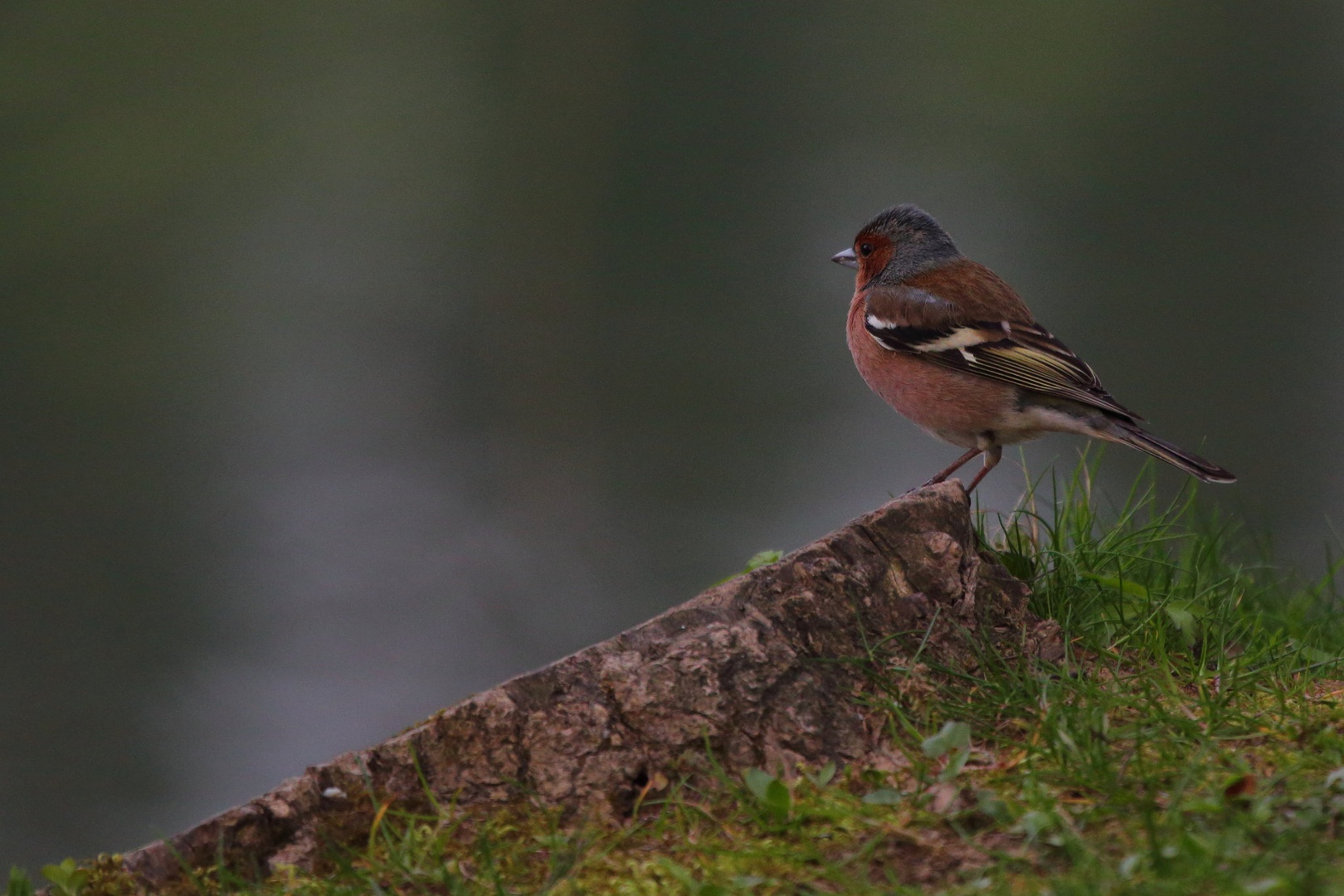 Fringilla coelebs by luka567