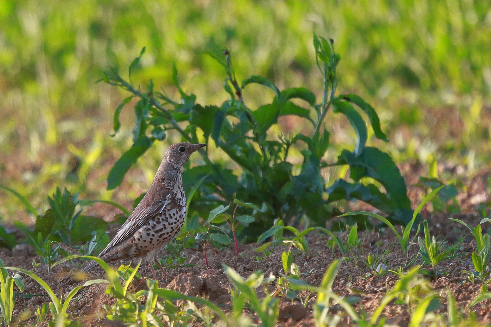 Turdus philomelos by luka567