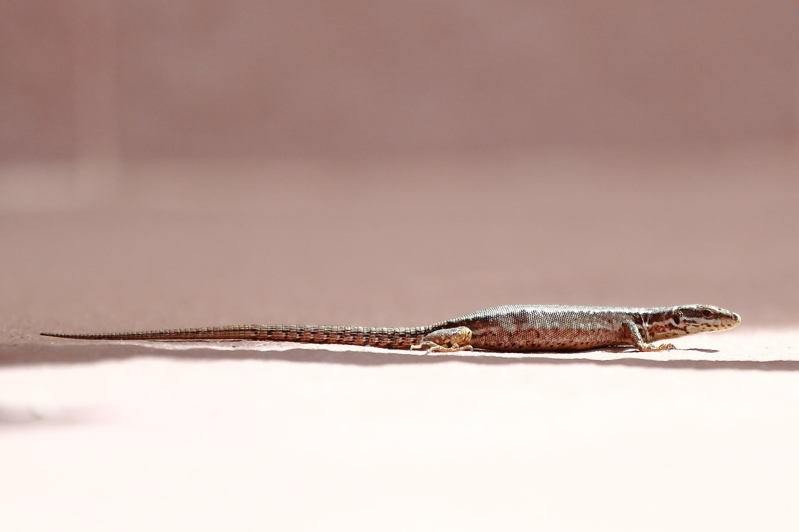 Lacerta agilis by luka567