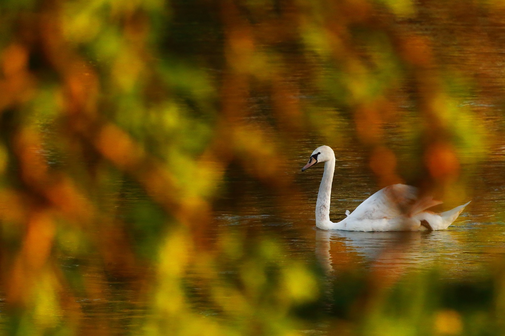 Serenity by luka567