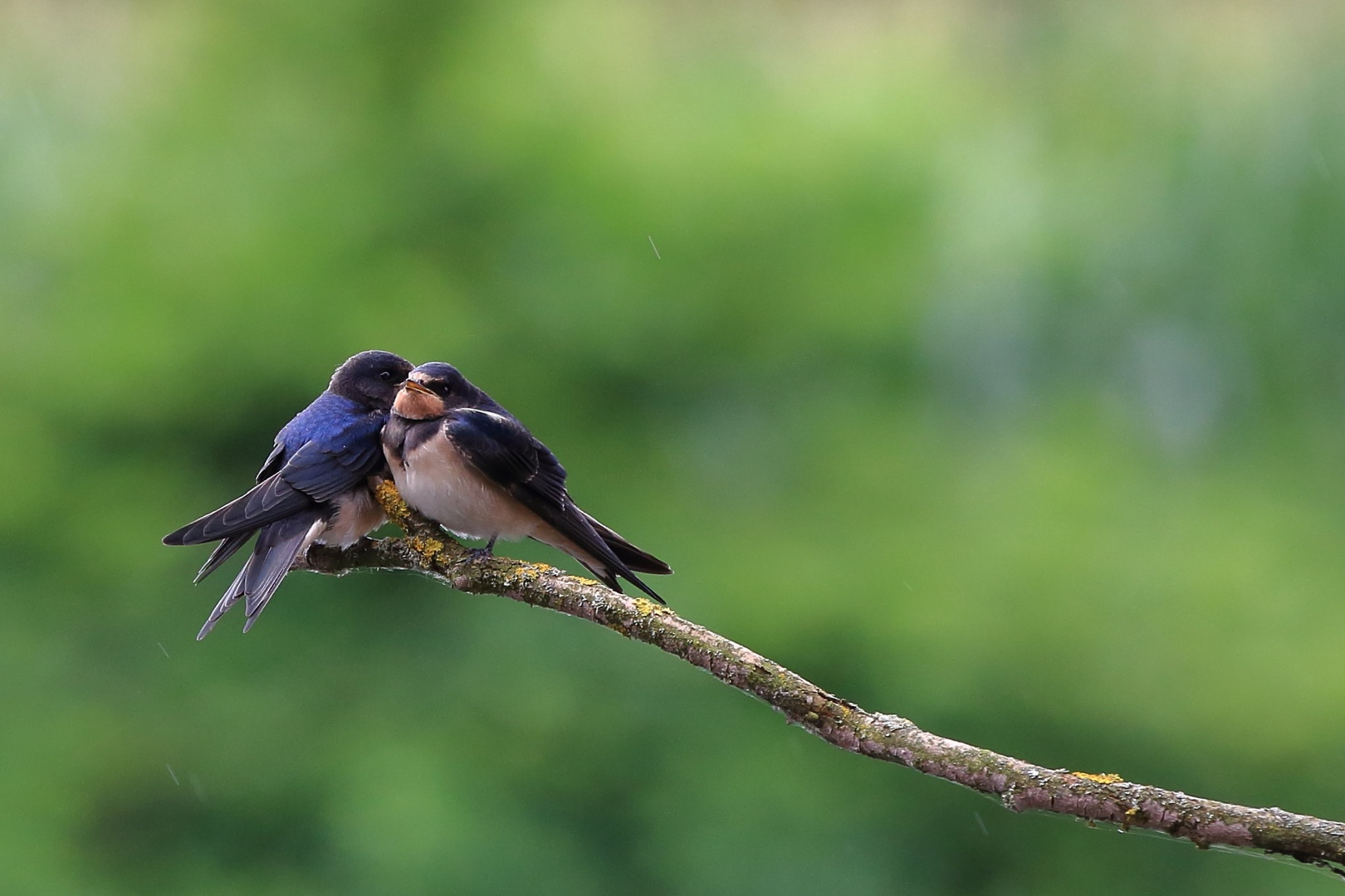 Two is company by luka567