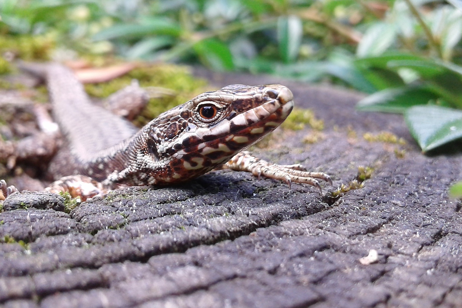 Lacerta agilis by luka567