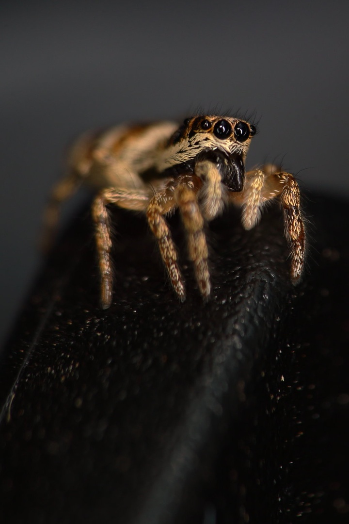 Jumping spider by luka567