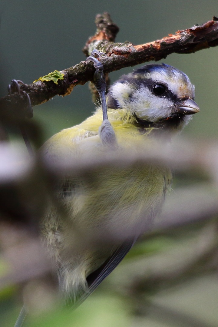 Parus caeruleus by luka567