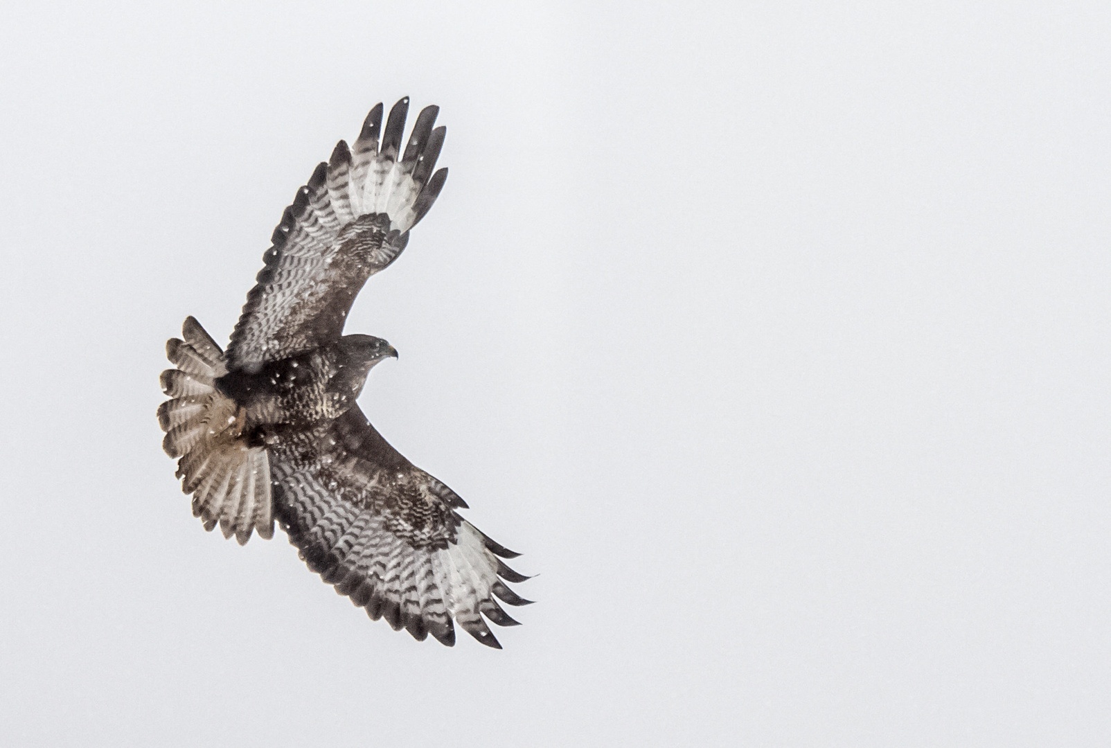 Buteo buteo by luka567