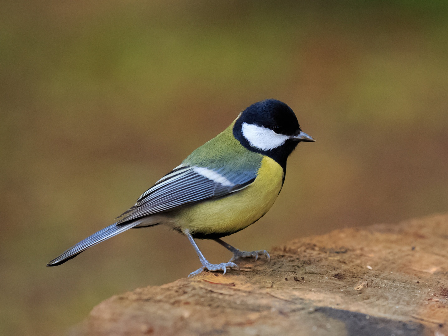Parus major by luka567