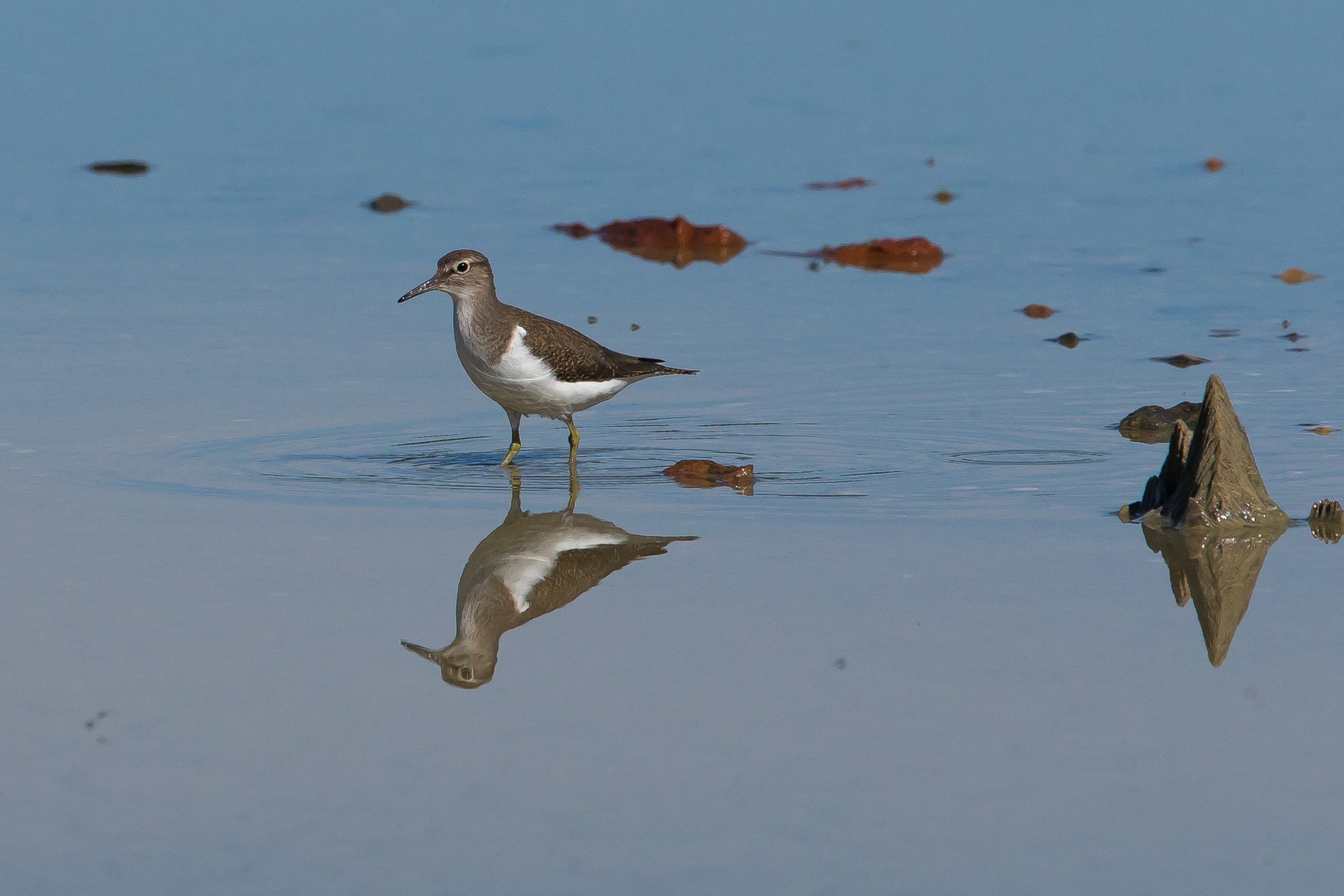 Mali martinec (Actitis hypoleucos) by luka567