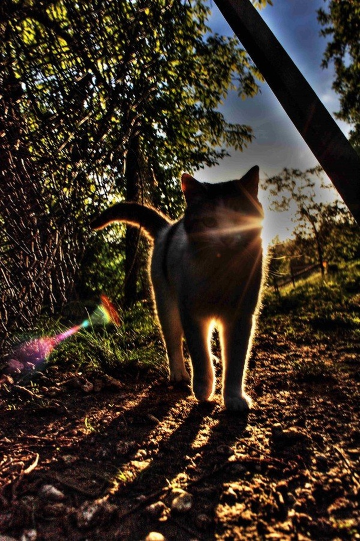 King of cats by luka567