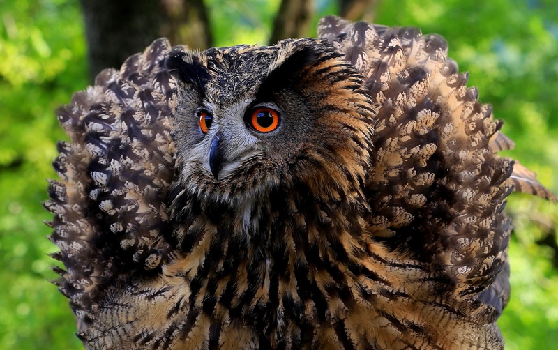bubo-bubo by bogy