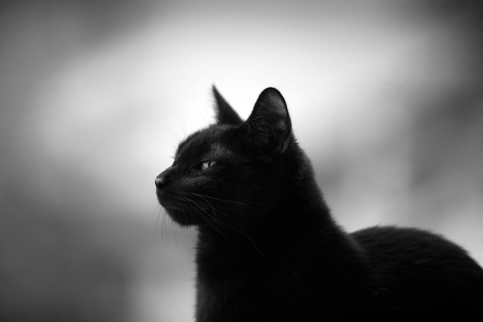 I AM BOSS by matej reisp