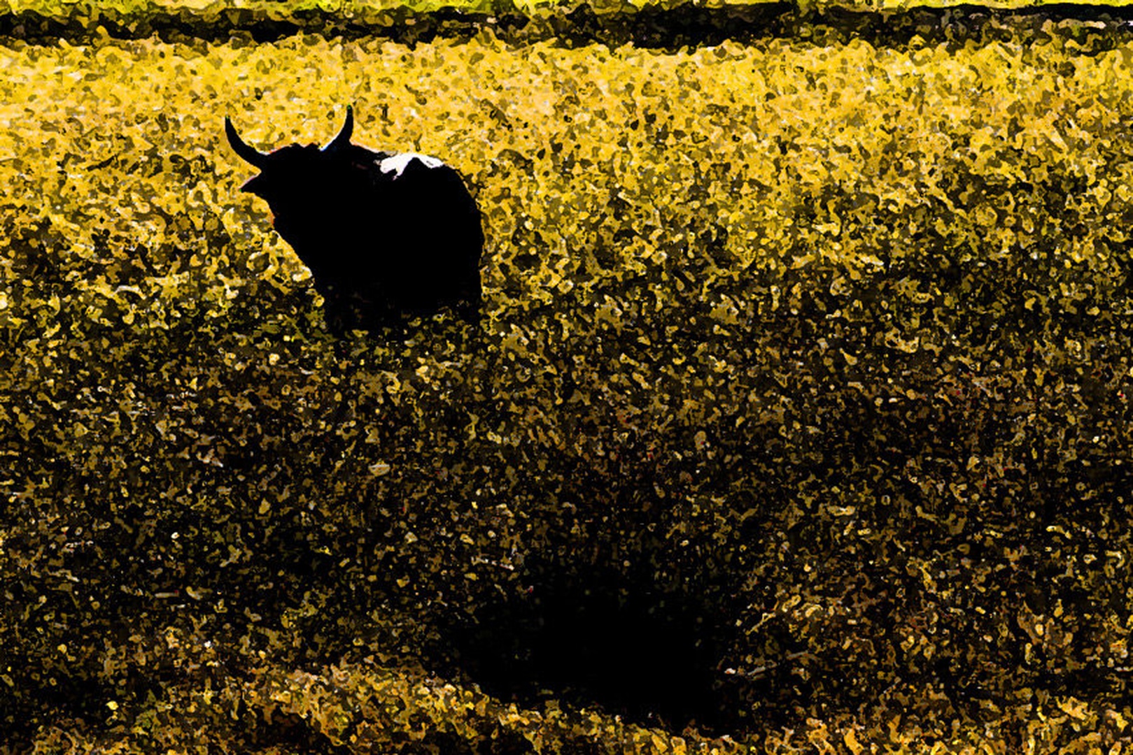 El Toro by Oz