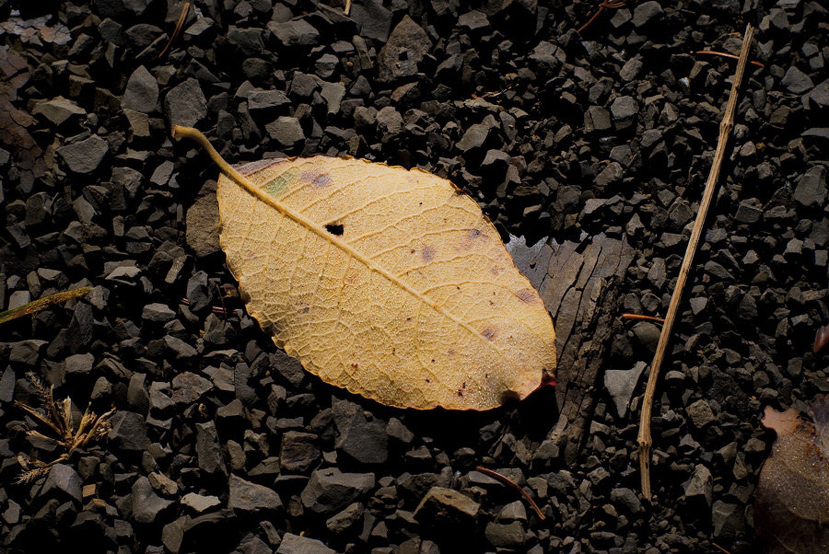 Novembrski list by Oz