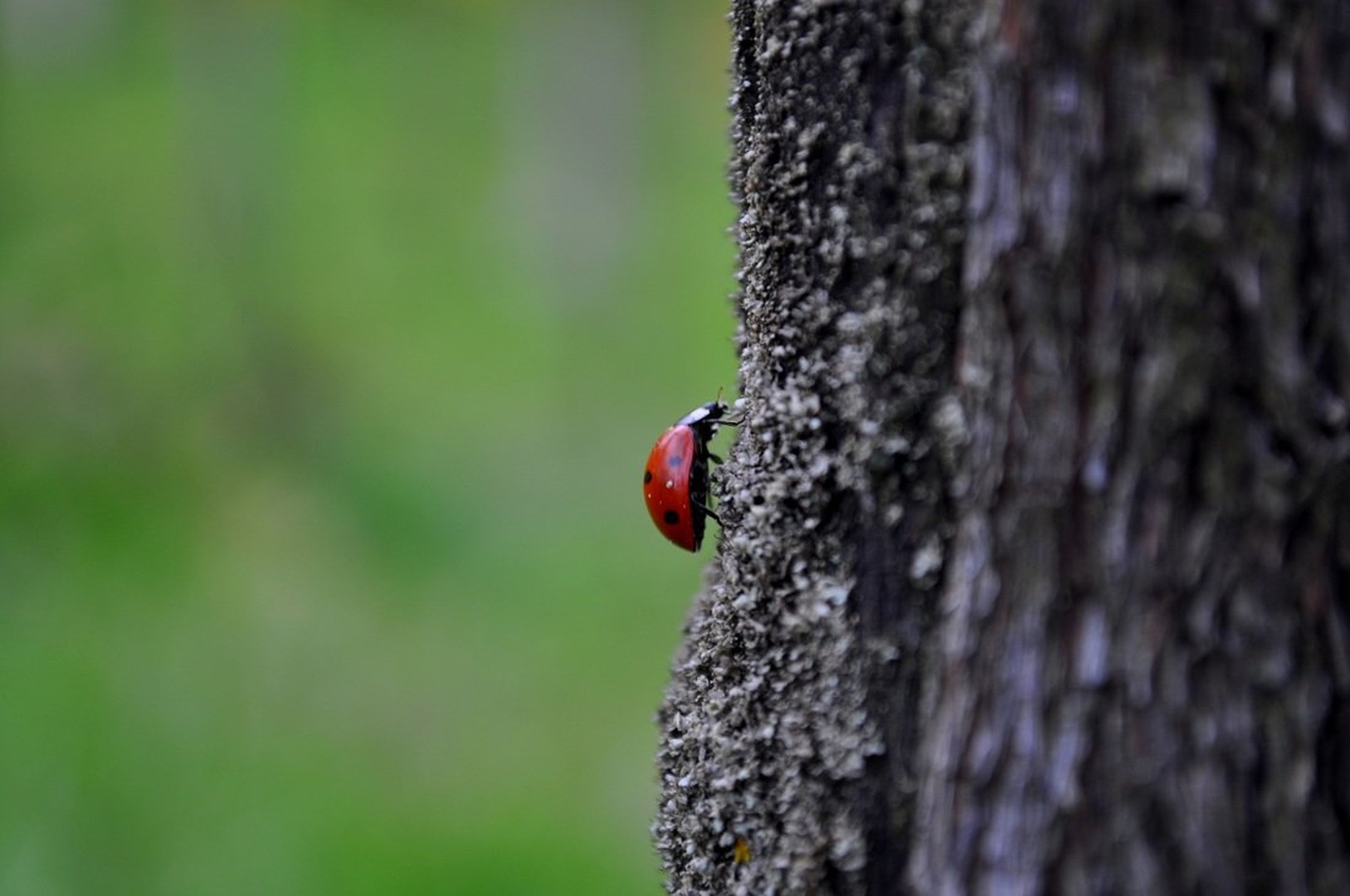 luck on its way by Anja Roj