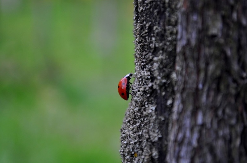 luck on its way by Anja Roj