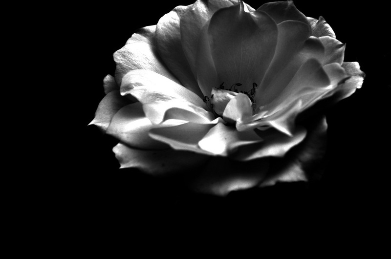hope by Anja Roj