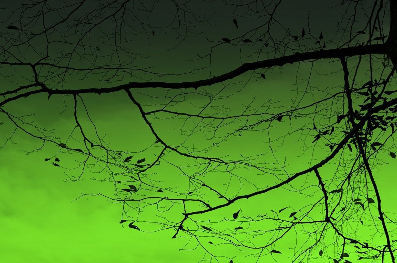toxic fall by Anja Roj