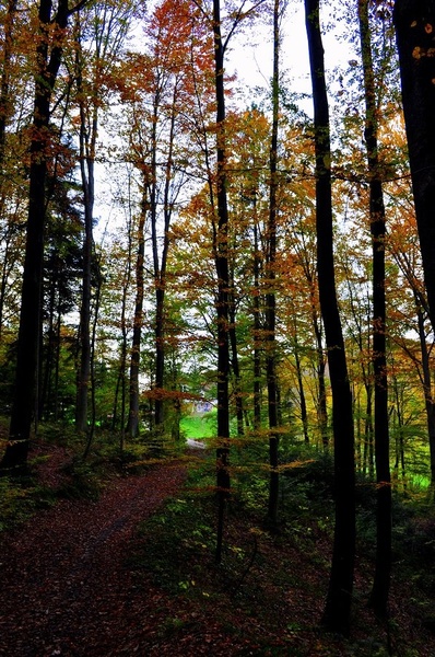 mystic fall by Anja Roj
