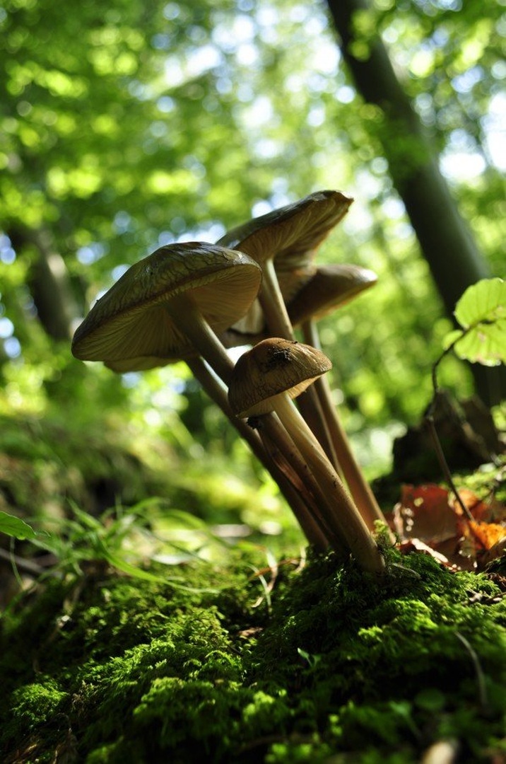 fungi by Anja Roj