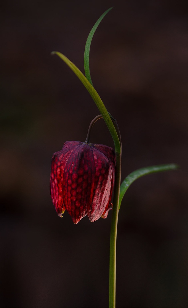 Močvirski tulipan by Dejan Županc