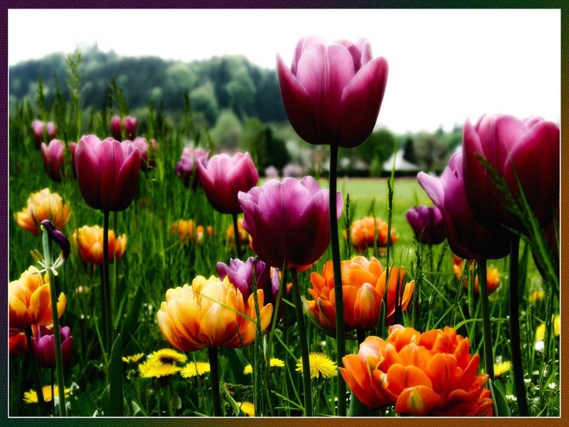 flowers by stone