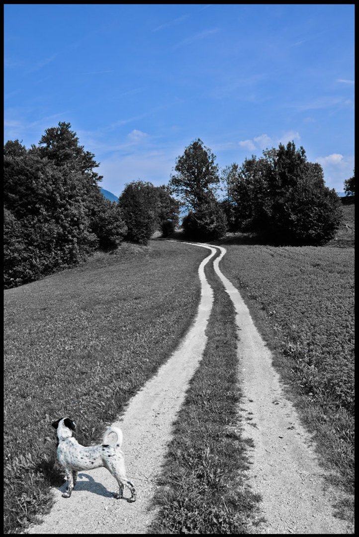 Should I go, or should I stay? by Janja Golob