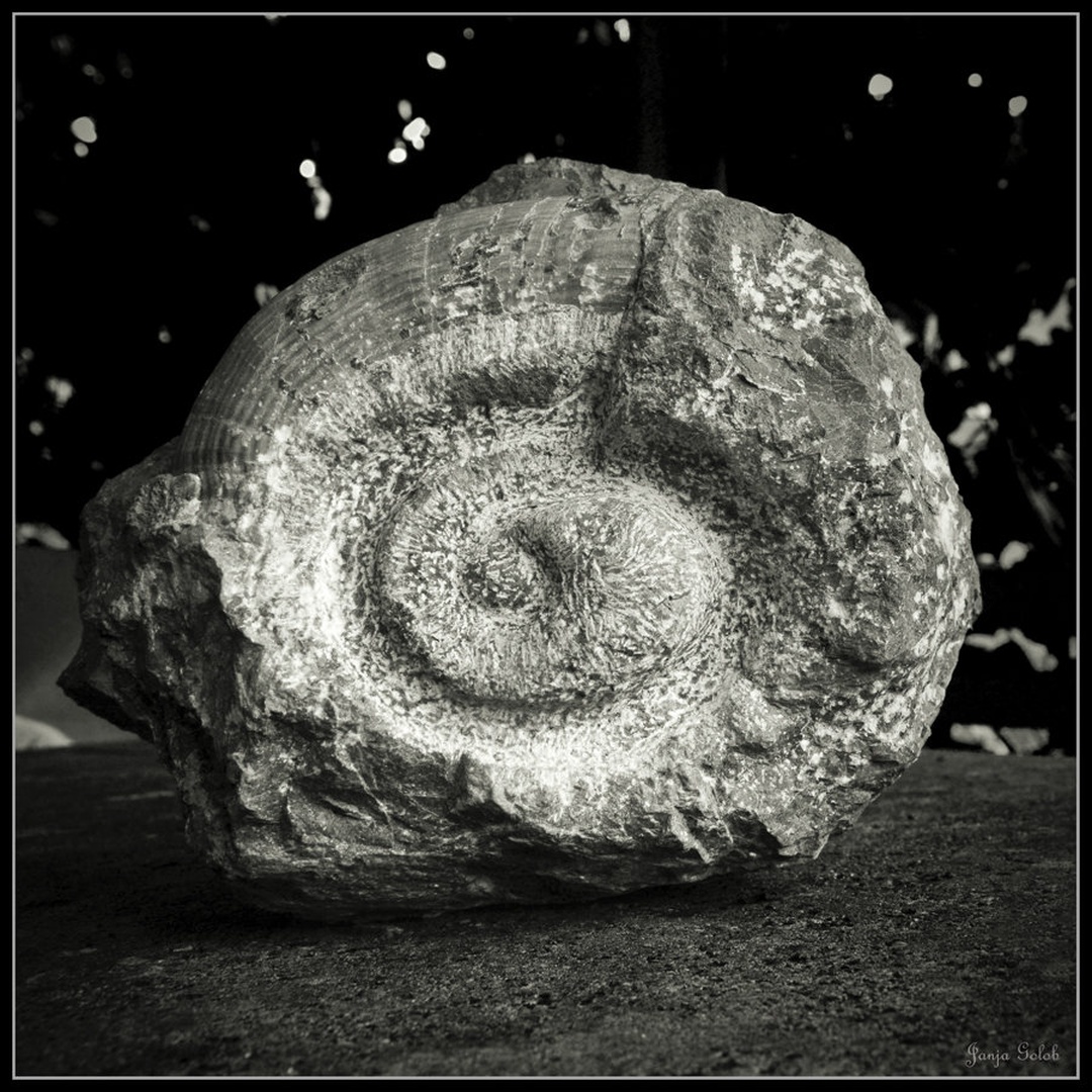 From eternity to eternity. by Janja Golob