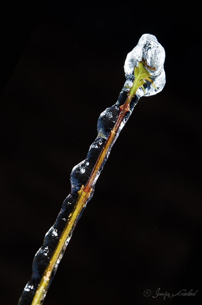 Icicles by Janja Golob