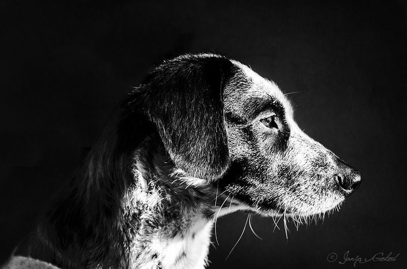 Flickan-pasji portret by Janja Golob