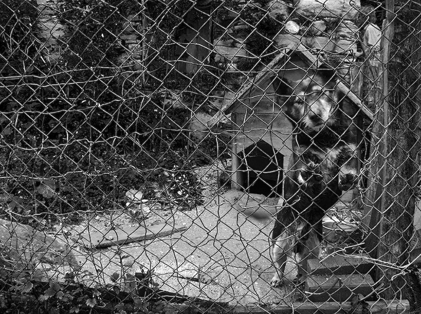 Ko je majhen je ljubek, ko je velik je sam. by Janja Golob