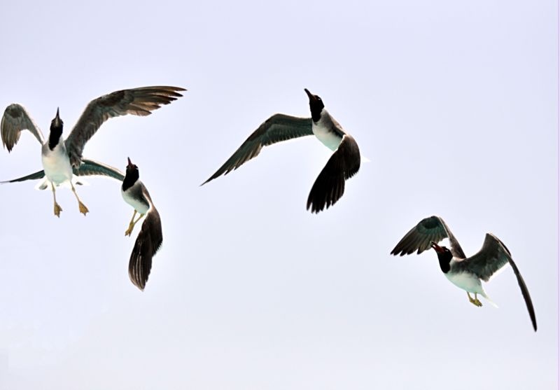 Gull Airlines by Andrej Čečelič