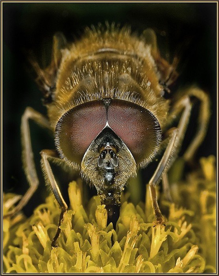 Bee macro by william houston