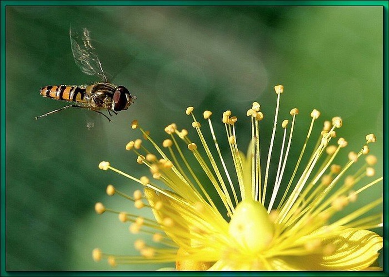 Hoverfly by william houston