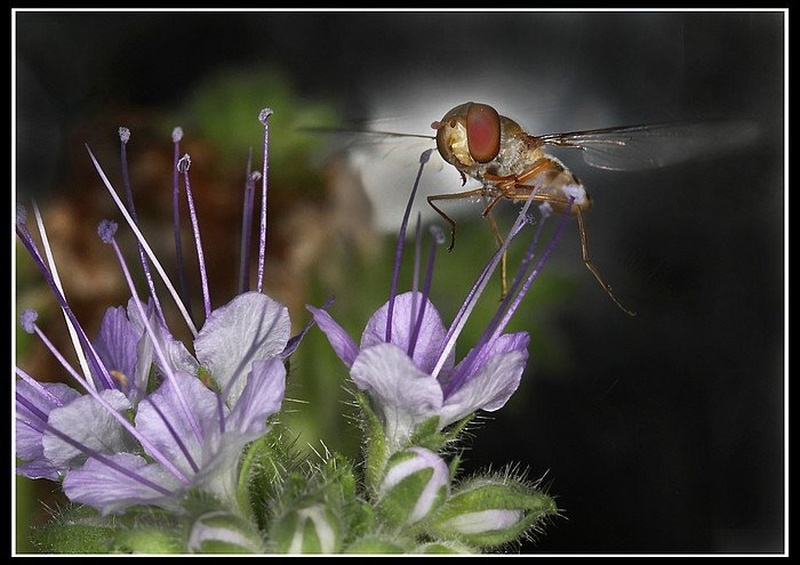 Flying in for dinner. by william houston
