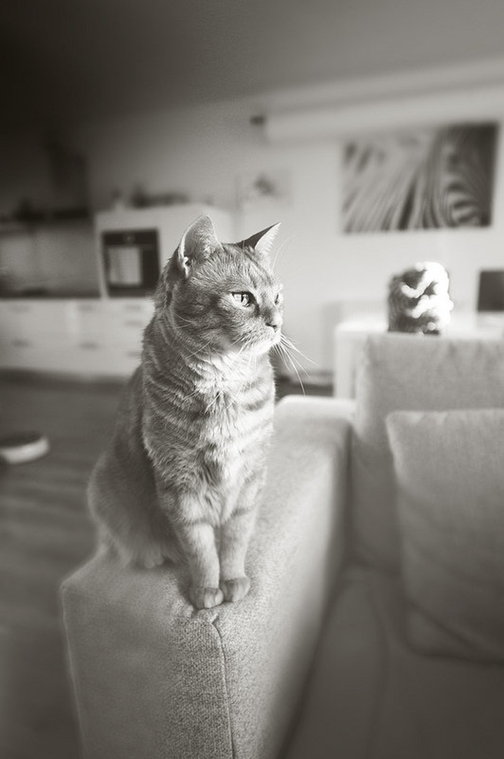 King of the castle by Inaya