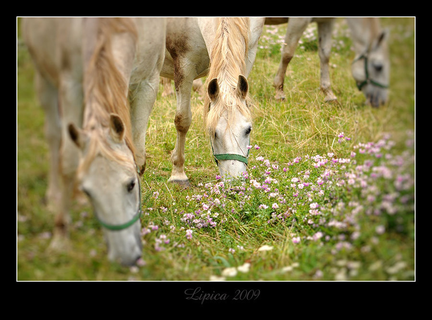 Dovolj bo za vse... by Inaya