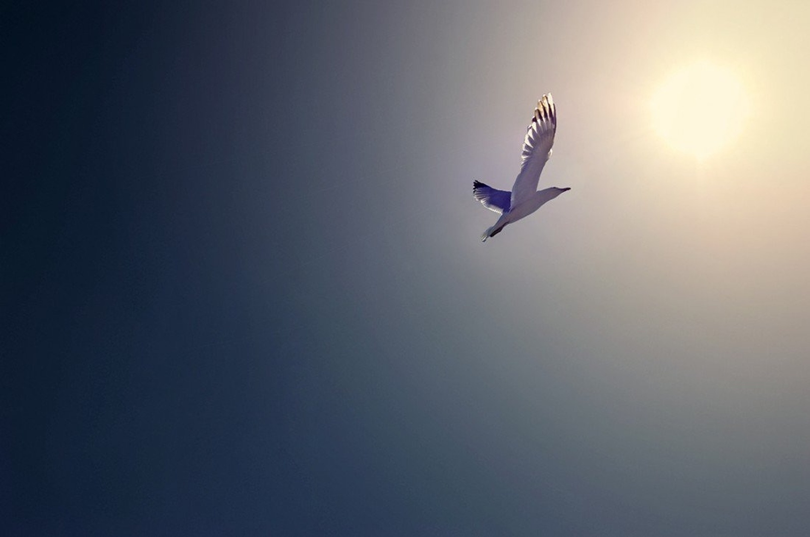 Into the sun by Inaya