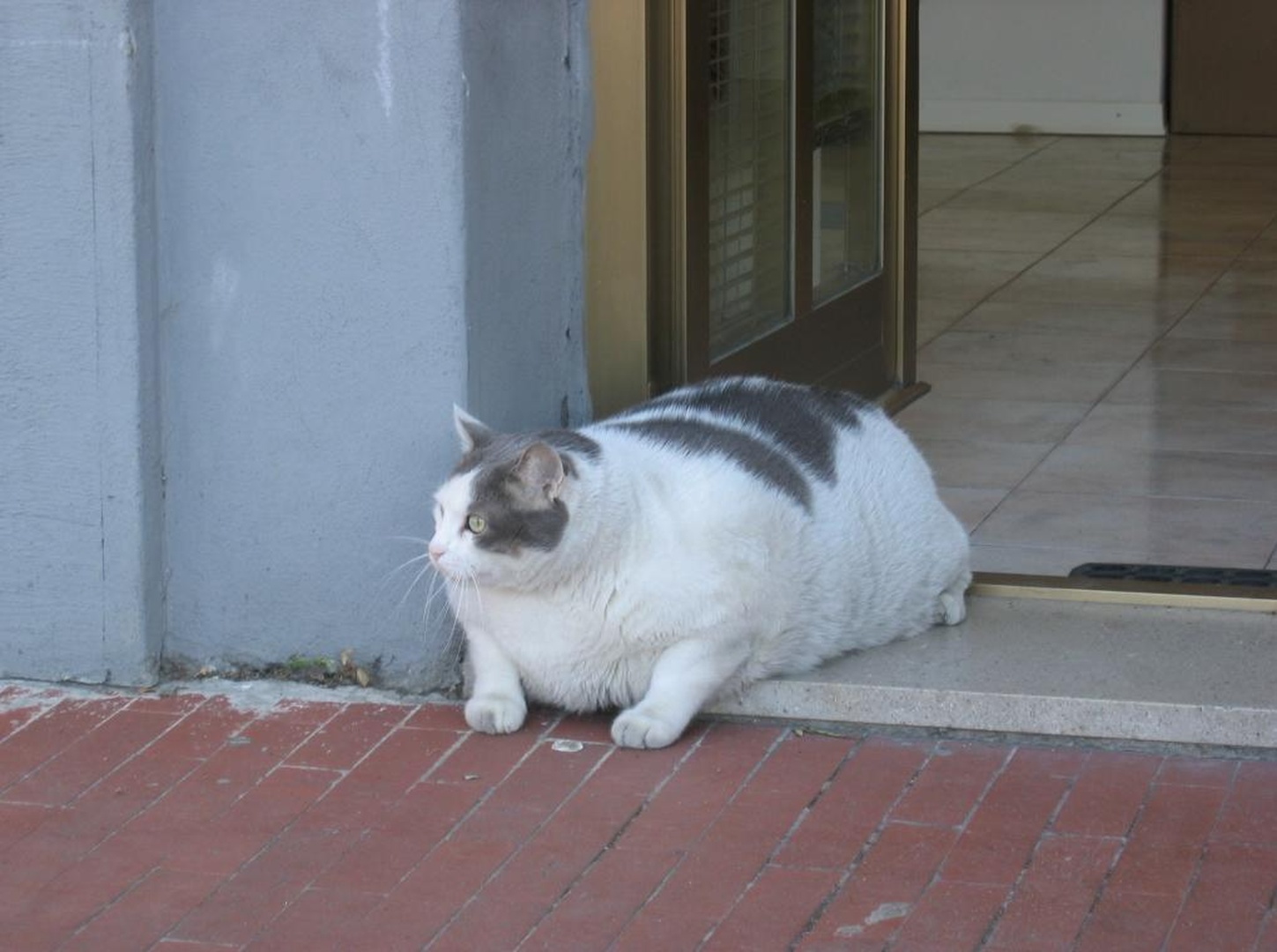 garfield ? by