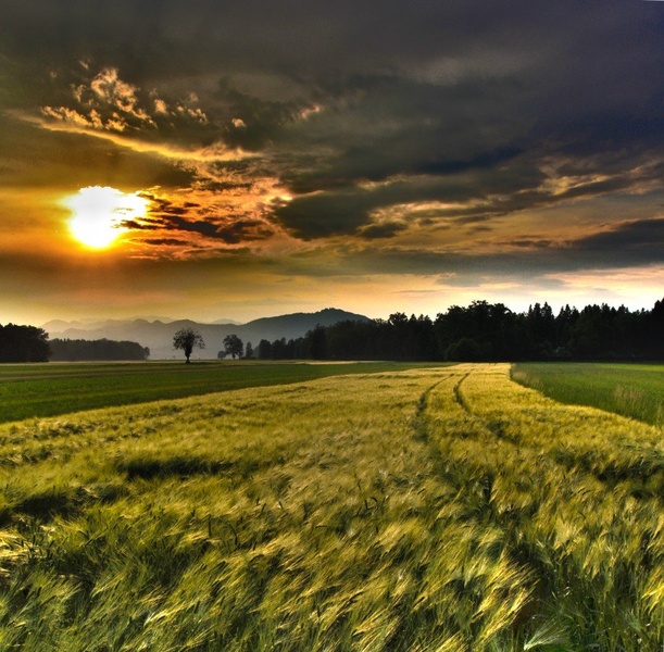 Fields of gold by bostjan grasic