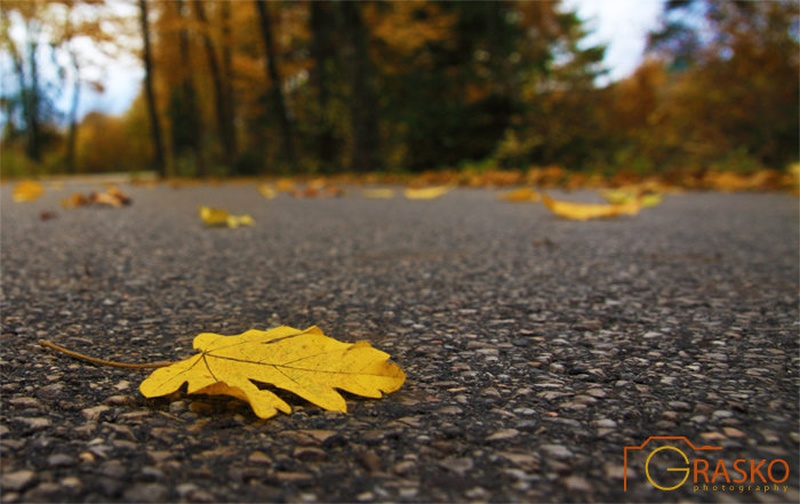 Autumn leaves by bostjan grasic