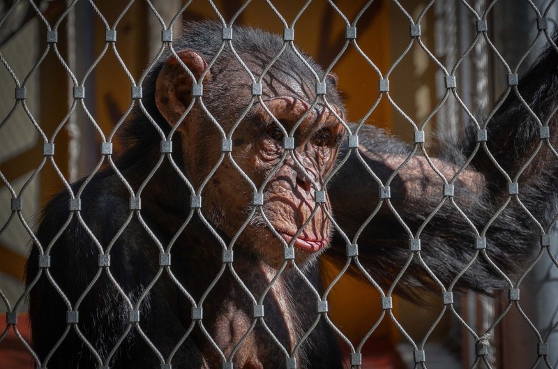 Let me out by Matic Pandel