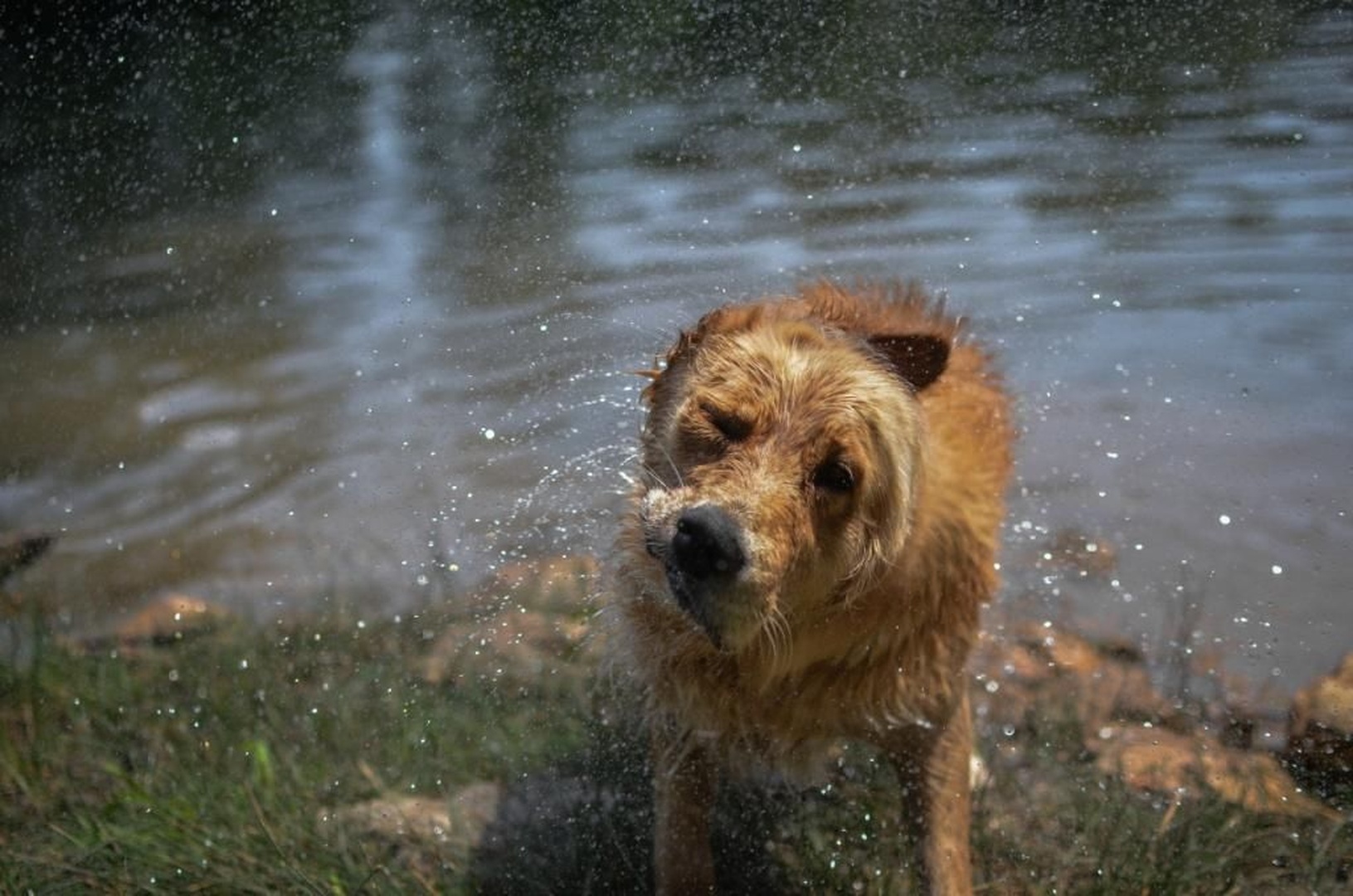 Shake by Matic Pandel