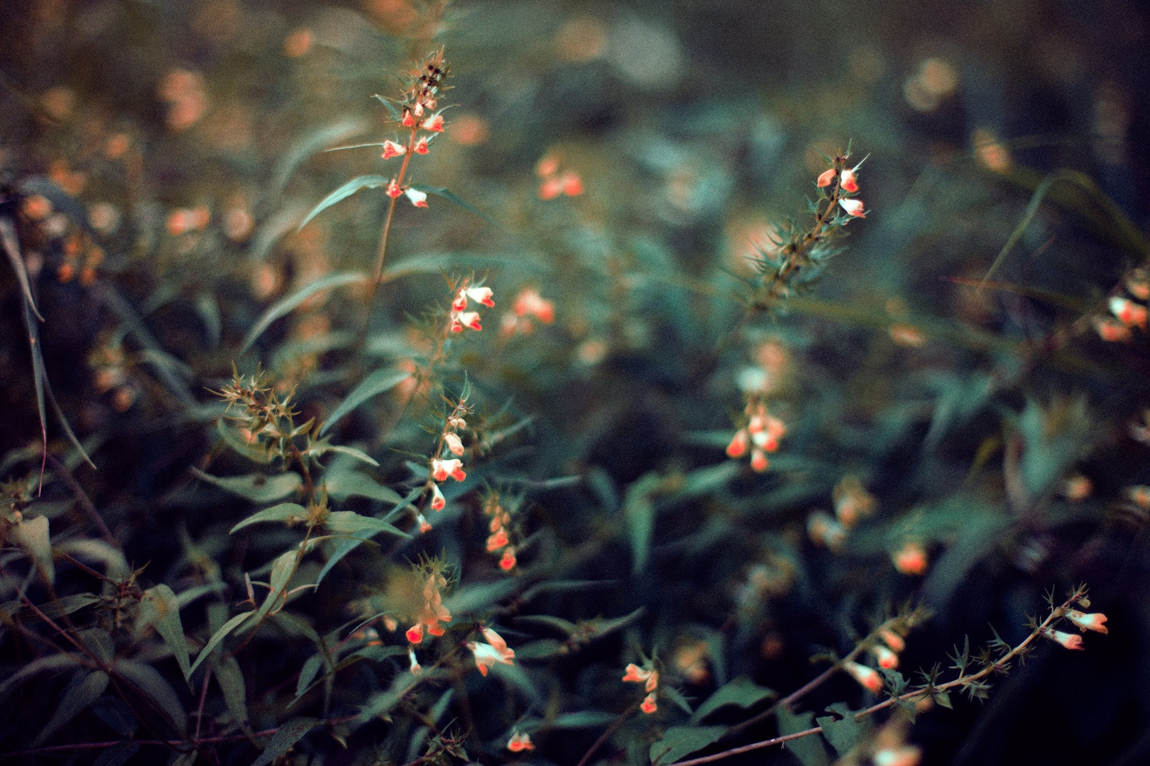 Beauty of forest by Matic Pandel